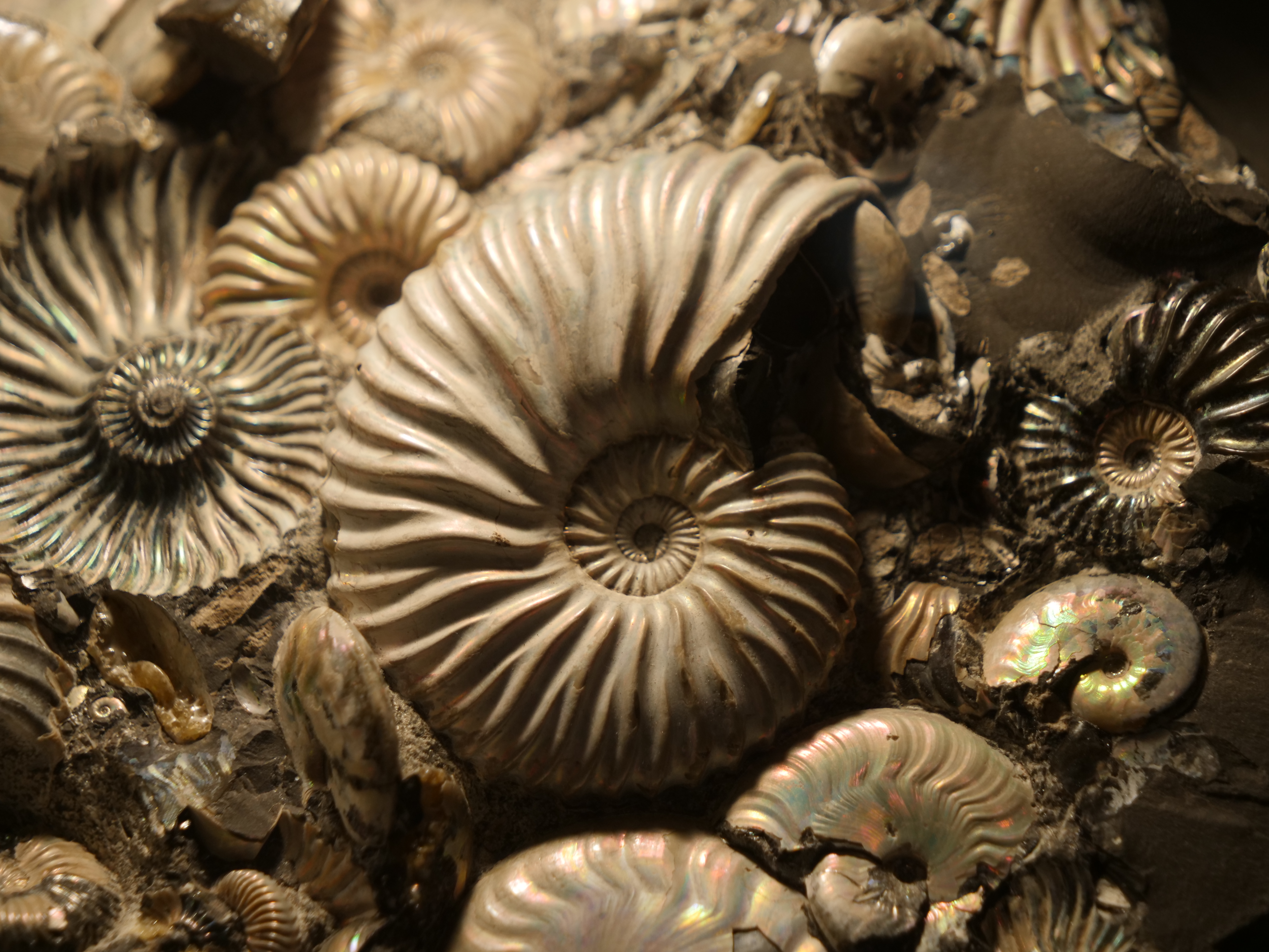 Retour sur l’exposition fossiles de Mineral & Gem 2025