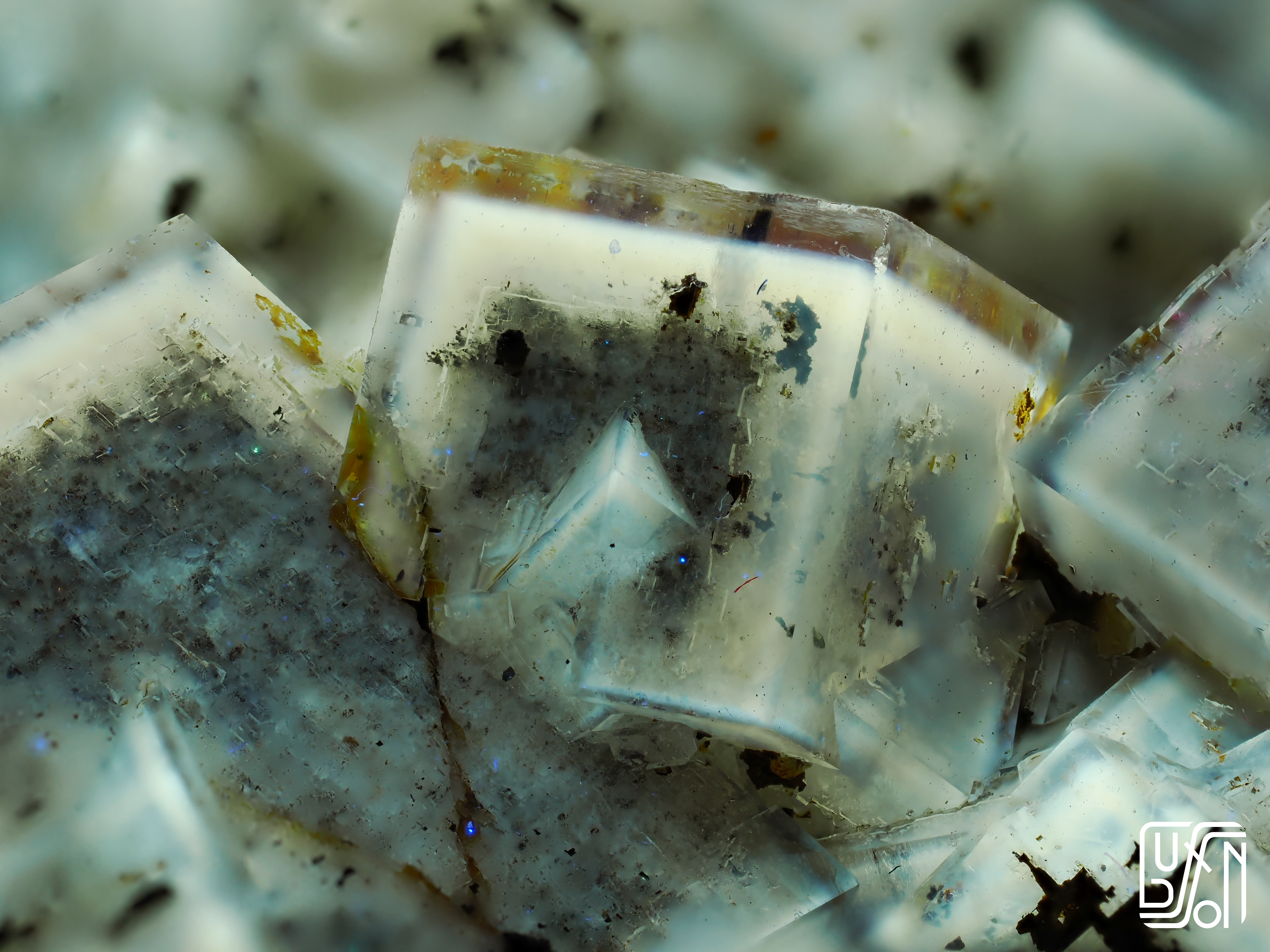 La fluorine dans les Vosges